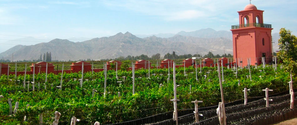 Tour del Pisco: Descubre los secretos del sabor peruano en un tour inolvidable